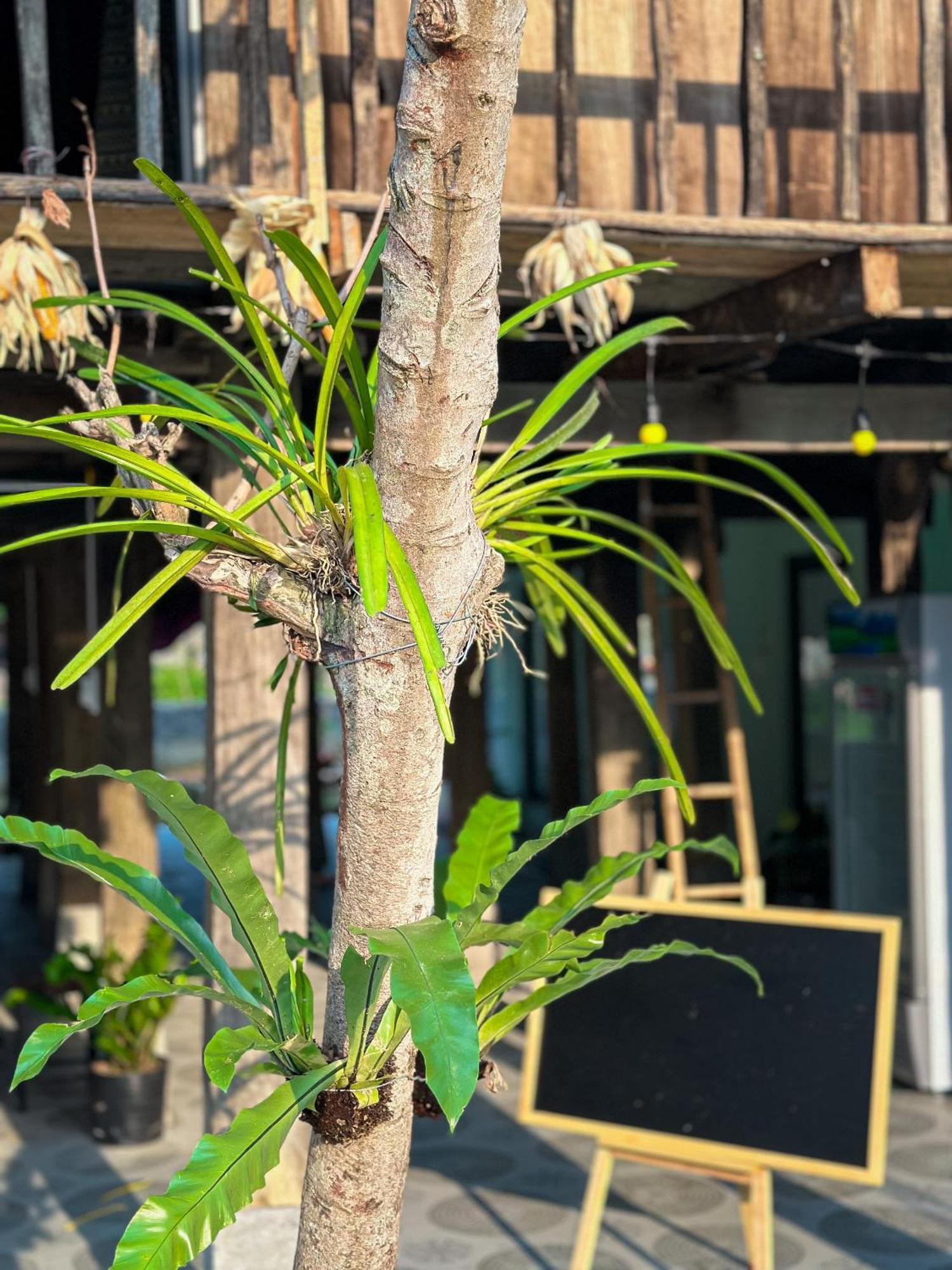 Du Gia Thu'S Homestay Làng Cac Εξωτερικό φωτογραφία